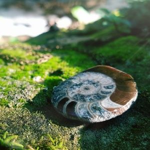SALE! "Marveled Memento"- Ammonite Fossil Necklace
